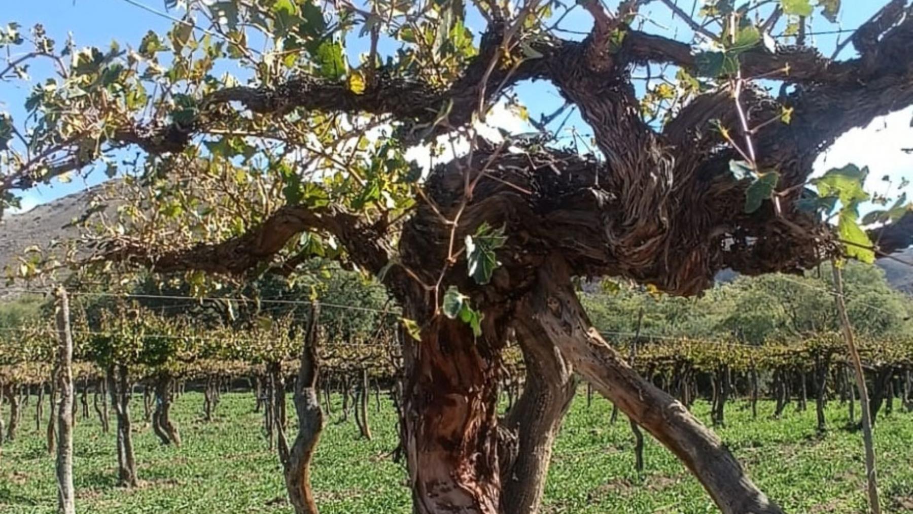 El viñedo Santa Jacoba, en Salta, con vides que datan del siglo XIX